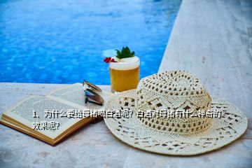 1、為什么要給母豬喝白酒呢？白酒對母豬有什么神奇的效果呢？