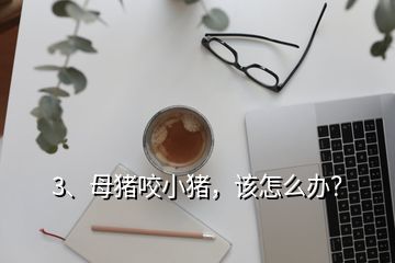 3、母豬咬小豬，該怎么辦？