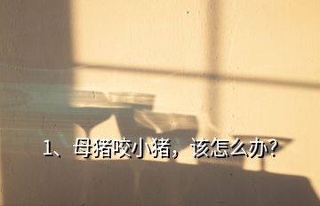 1、母豬咬小豬，該怎么辦？