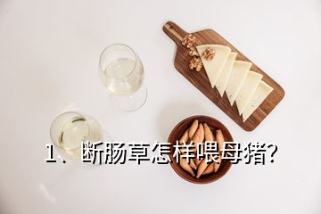 1、斷腸草怎樣喂母豬？