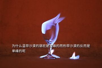 為什么溫帶沙漠的駱駝是雙峰的而熱帶沙漠的反而是單峰的呢