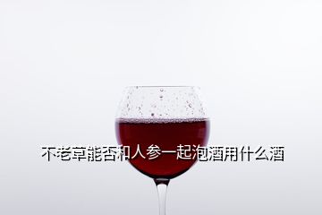 不老草能否和人參一起泡酒用什么酒