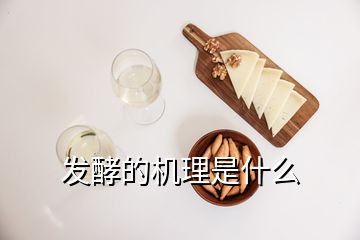 發(fā)酵的機(jī)理是什么