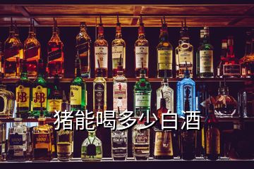 豬能喝多少白酒