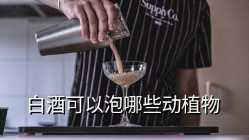 白酒可以泡哪些動植物