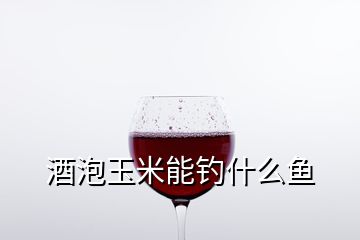 酒泡玉米能釣什么魚