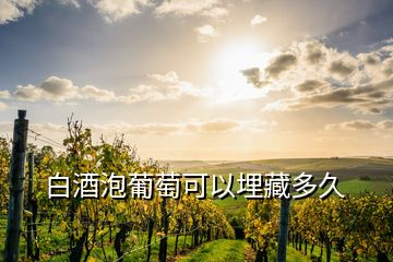 白酒泡葡萄可以埋藏多久