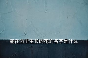 能在酒里生長的花的名字是什么