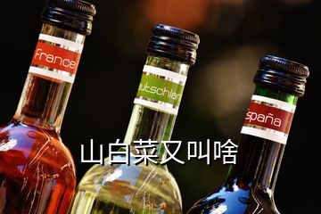 山白菜又叫啥