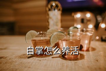 白掌怎么養(yǎng)活