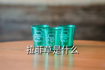 拉菲草是什么