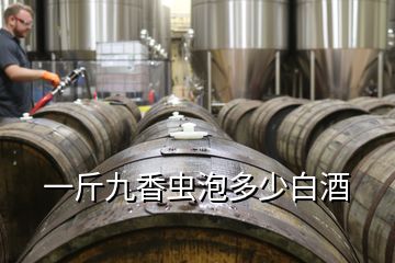 一斤九香蟲泡多少白酒