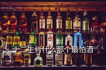 十二生肖什么那個最怕酒