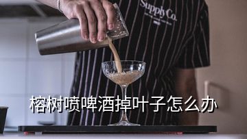 榕樹噴啤酒掉葉子怎么辦