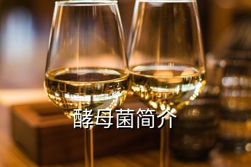 酵母菌簡介