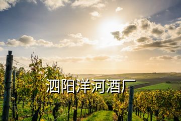 泗陽洋河酒廠