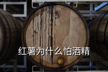 紅薯為什么怕酒精