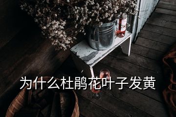 為什么杜鵑花葉子發(fā)黃