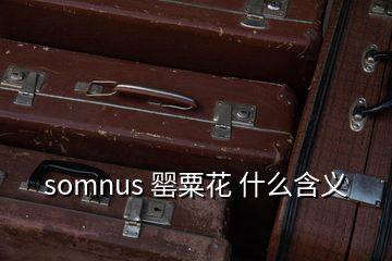 somnus 罌粟花 什么含義