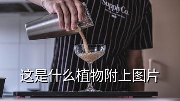 這是什么植物附上圖片