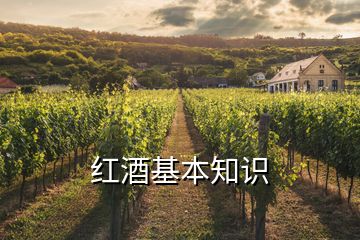 紅酒基本知識