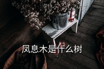 鳳息木是什么樹(shù)