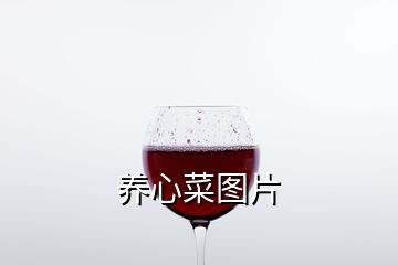 養(yǎng)心菜圖片