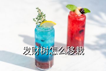 發(fā)財(cái)樹怎么移栽