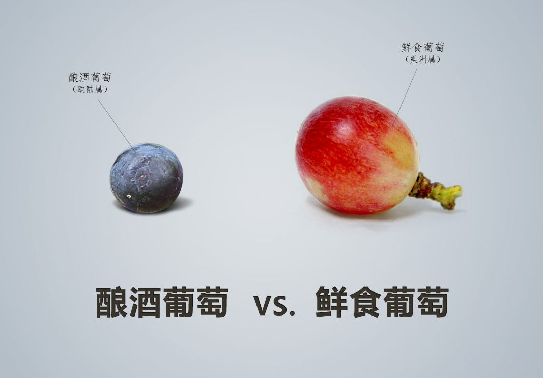 紅酒品種怎么認(rèn)，從葡萄品種入手這是最基本的方法