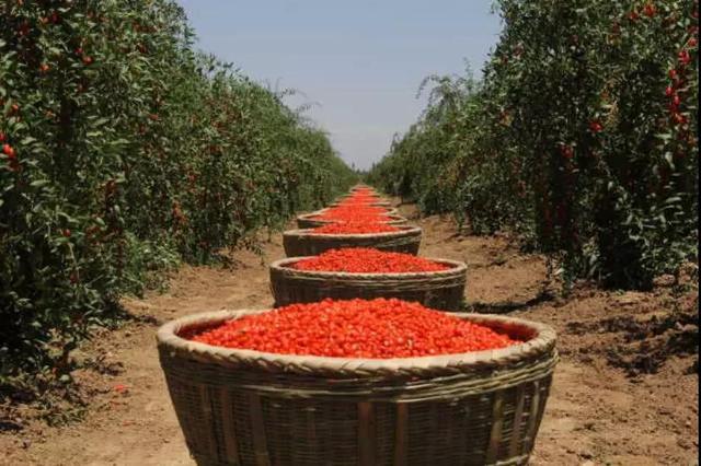 寧夏鋼鐵、寧夏紅董事長曹廣江正式“官宣”：寧鋼61年積淀為基座，有信心承載寧夏紅的未來