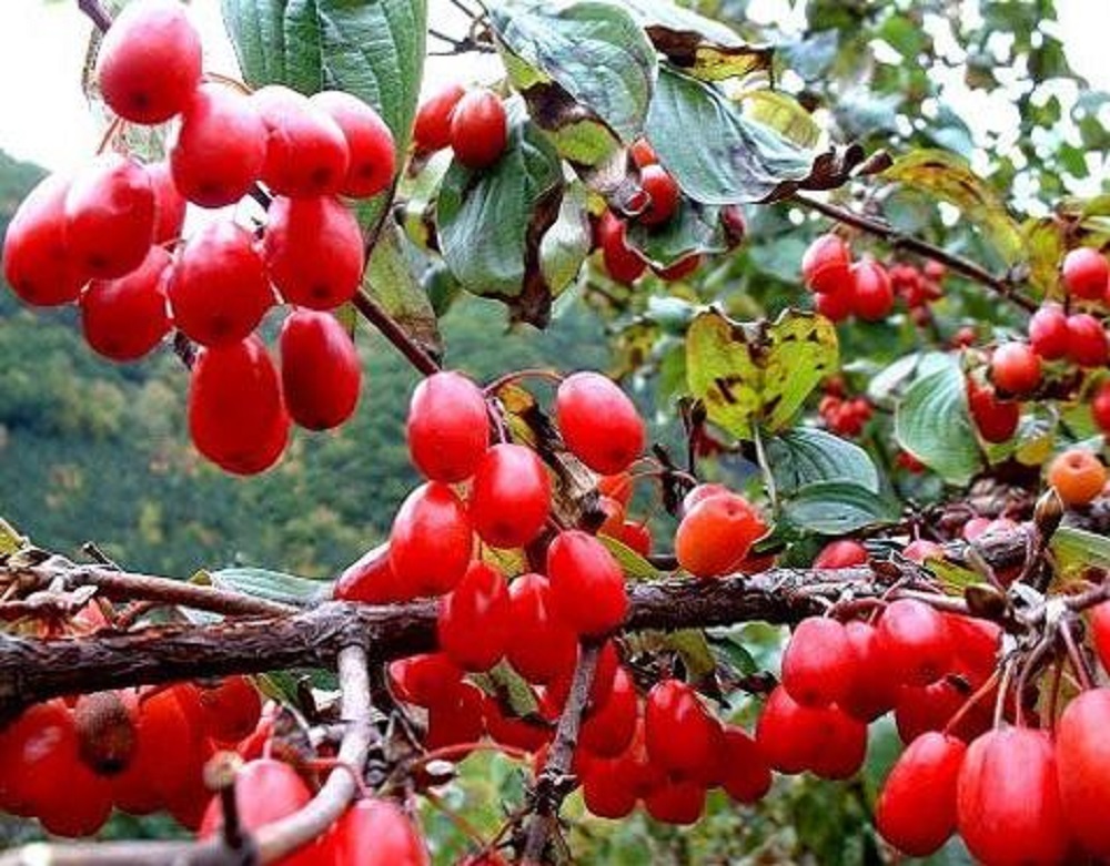 山茱萸可以泡酒嗎？山茱萸怎么泡酒