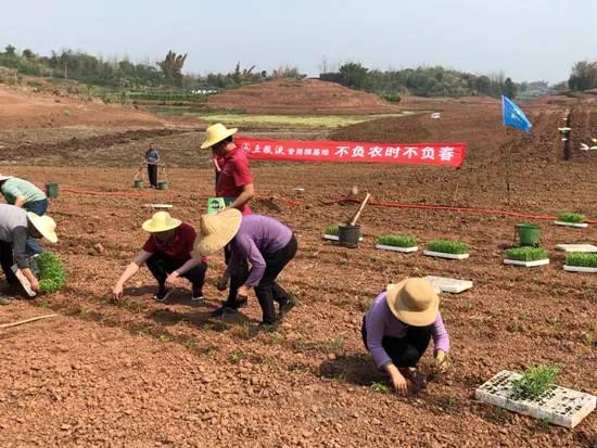 五糧液專用糧基地聯(lián)合中化農(nóng)業(yè)，共建技術(shù)服務中心