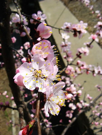 桃花十里醉瓶子怎么打開(桃花十里醉瓶蓋怎么開)