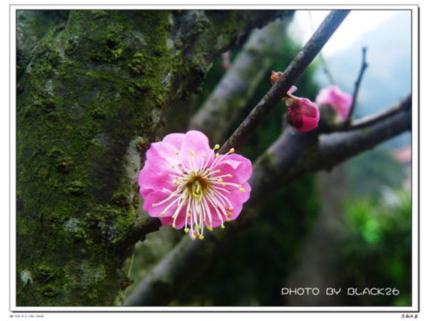 樹(shù)緣梅46度多少錢(qián)(海之藍(lán)46度多少錢(qián))