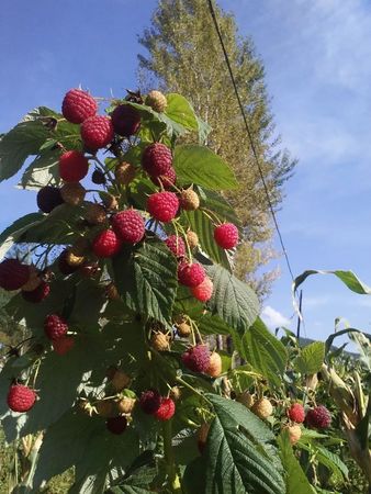 白酒如何泡紅樹莓(紅樹莓泡白酒的制作方法)