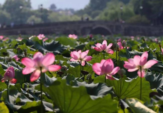 古水坊生態(tài)荷花價格(古水坊價格表)