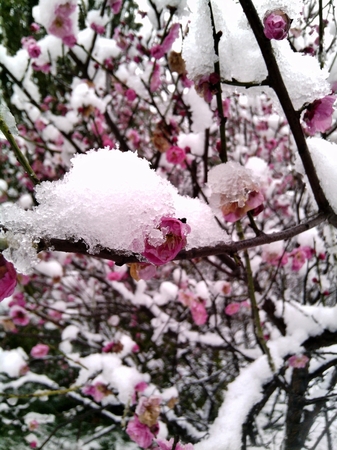 韓國雪中梅多少錢(韓國雪中梅酒多少錢)