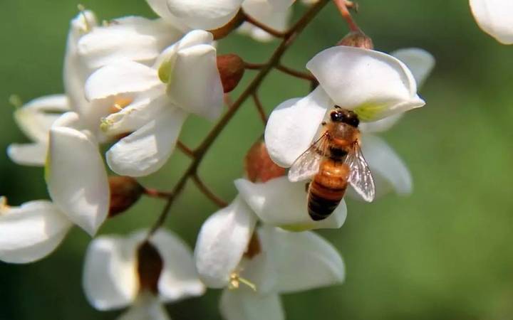 42度槐花井多少錢(42度槐花井多少錢)