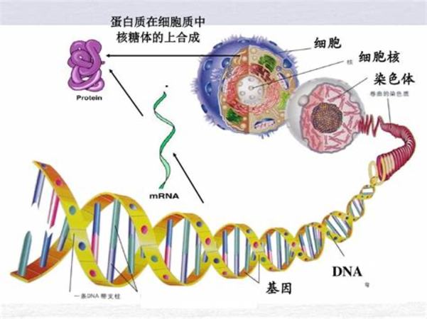 如何運(yùn)輸葡萄,解密大澤山葡萄