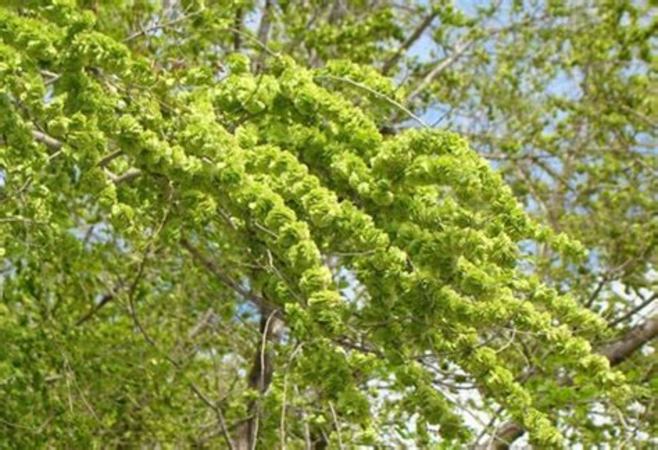 初夏最后的榆樹(shù)錢,關(guān)鍵詞