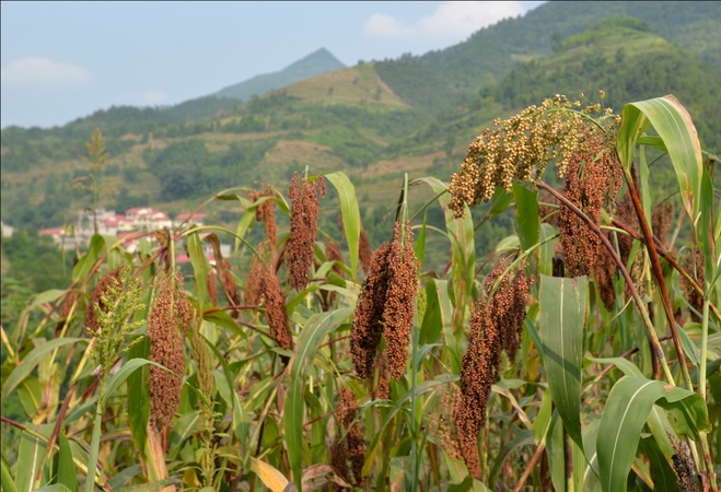 茅臺基地辦(茅臺酒基地)