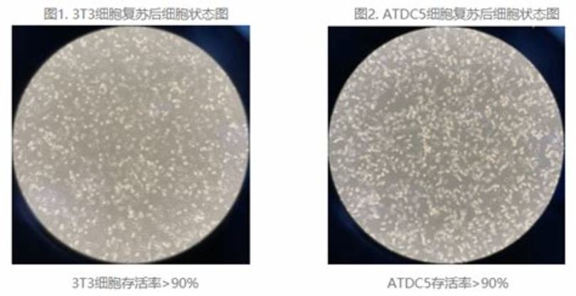 哪里學(xué)竹酒技術(shù),竹酒種出致富路