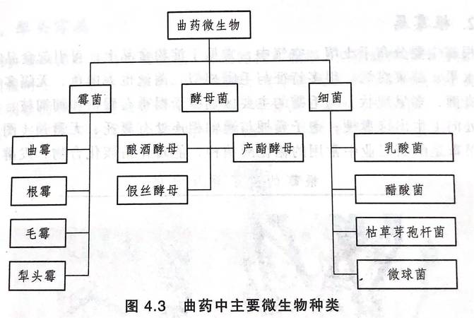 白酒與微生物(白酒與微生物的關(guān)系)